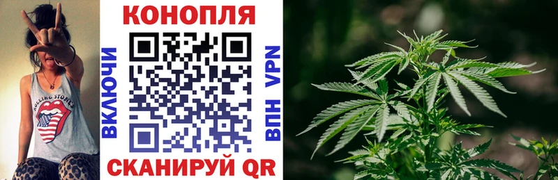 Каннабис план  Бабаево 
